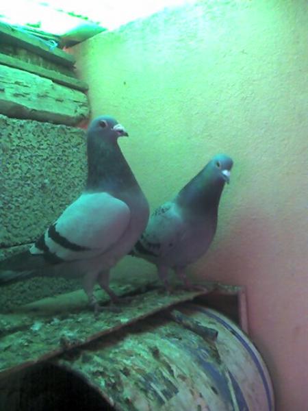 mes meilleures pigeons